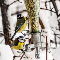 Bird Feeder Distributeur de nourriture pour oiseaux résistant aux