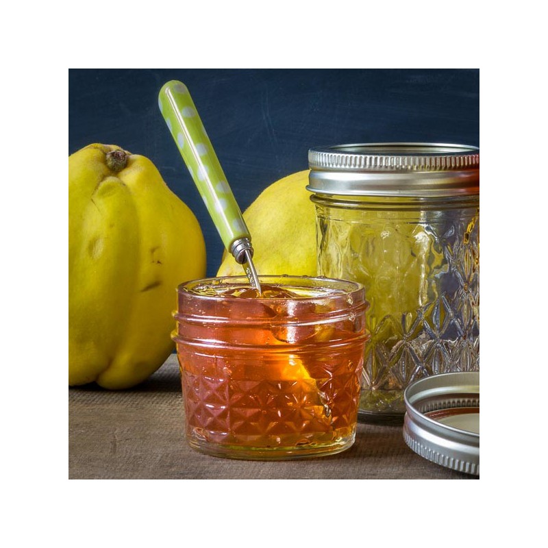 Bocal Mason Regular Jar Jelly Quilt 4oz made in USA