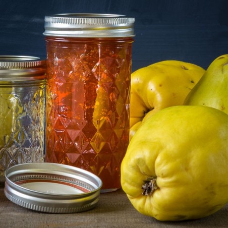 Ball 12 oz Regular Mouth Quilted Crystal Jars with Bands